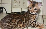 家养出售－孟加拉豹猫，幼猫3月出售，豹纹大豹点,大理石后代