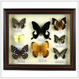 真蝴蝶标本 蝴蝶相框画框家居装饰 昆虫标本挂件工艺礼品礼物收藏