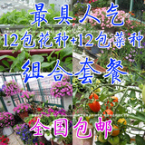 室内阳台种花种子菜种子套餐 四季易种花卉种子菜籽种子蔬菜种子