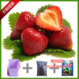 【天天特价】盆栽草莓蔬菜种子草莓种子  阳台种菜蔬果春播种子