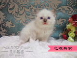 CFA布偶猫舍实物拍照纯种蓝手套色繁育级DD弟弟小种公幼猫萌猫