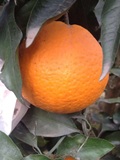 蒲江青见柑橘，原产地直供，好吃不上火，5斤包邮！
