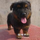 广州宠物狗出售德牧幼犬纯种德国牧羊犬狼狗黑背活体060