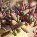 幸福家园多肉植物紫玄月 垂养吊兰盆栽净化空气满58包邮特价
