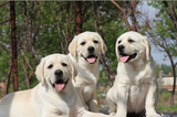 出售纯种宠物狗白色拉布拉多幼犬/拉不拉多狗狗/拉不拉多导盲犬