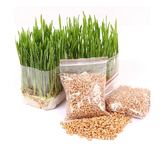 猫草种子 去毛球薄荷零食小麦种16g 发芽率高宠物调理肠胃营养品
