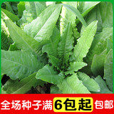 四季香油麦 蔬菜种子菜籽 阳台种菜 盆栽 高出芽率精装