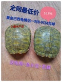 黄金巴西龟乌龟活体宠物龟水龟招财龟一对8-9厘米全品包邮