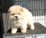 上海宠物狗幼犬纯种赛级松狮幼犬出售 松狮狗 肉嘴松狮 面包嘴