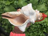 超大 天然海螺贝壳 山水螺吹哨可以吹响的贝壳 海螺口哨 儿童玩具