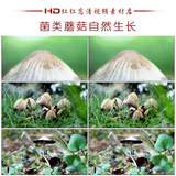 CS007野生菌类蘑菇大自然唯美特写镜头高清实拍视频素材