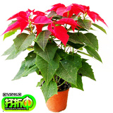 一品红室内观叶植物 圣诞花卉盆栽 又称圣诞红 办公桌绿植花卉
