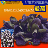 [紫罗兰油菜种子]紫油菜生菜早熟小白菜盆栽露天种植富钙蔬菜四季