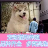 幼犬出售 阿拉斯加雪橇犬巨型阿拉斯加犬狗 宠物狗大型犬红阿拉