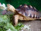 苏卡达 乌龟 宠物龟活体 陆龟活体 素食龟 水龟 观赏龟 吃菜龟