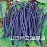 黑金条四季豆种子 无架型黑紫菜豆 豆角种子 豇豆 高产 早熟