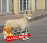 纯种冠军级双血统哈士奇幼犬出售梦幻色西伯利亚雪橇犬宠物狗红色