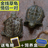 乌龟活体宠物龟外塘金线草龟中华草龟水陆招财龟一对6-8厘米包邮