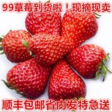 （3斤包邮）丹东马家岗秸秆草莓99草莓九九草莓 红颜草莓奶油草莓