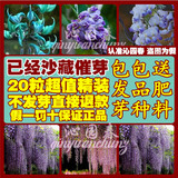 紫藤种子 高档爬藤植物 花种子 重瓣紫藤花苗花卉种子 10粒精装