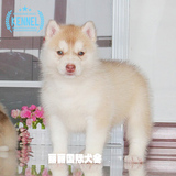 出售精品西伯利亚雪橇犬中型宠物狗哈士奇纯种幼犬狗狗适合家养