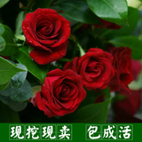 欧月红玫瑰苗盆栽红玫瑰花苗赛蔷薇牡丹月季苗当年开花绿植