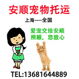 上海活体宠物猫咪宠物狗狗汽车航空托运办理 手续全包当天发到