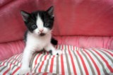 [售出]极品苏格兰折耳 小奶猫 纯种 黑白双色 正八字包子脸DD