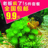 奇溢自然 鱼缸造景水草 活体水草绿菊花 水族箱装饰植物