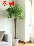 重庆同城发财树盆栽发财树盆栽大的室内办公室植物大型发财树盆栽