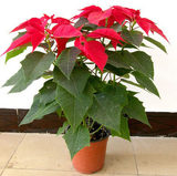 一品红盆栽苗圣诞花万年红室内观赏花卉绿植盆栽开业礼品年宵花卉