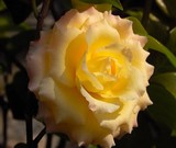 茶花珍贵品种，少见金黄色玫瑰花型的金玫瑰茶花新世纪茶花