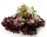 惠鲜汇 红叶紫叶生菜 罗莎红 红珊瑚沙拉西餐 新鲜蔬菜250g有同城