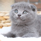 蓝猫 猫咪 小猫 宠物猫 短毛猫 英短 活体 立耳 《售罄苏州》