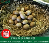 野鸡蛋30枚包邮七彩山鸡蛋杂粮散养新鲜土鸡蛋农家草鸡蛋礼盒包装
