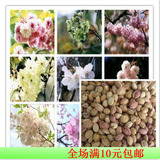 进口日本樱花种子/樱花树种子/林木种子花卉种子20粒绿植盆栽