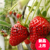 草莓种子花卉种子蔬菜水果四季套餐阳台室内盆栽春季种