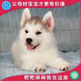 纯种西伯利亚雪橇犬 黑色白色蓝眼赛级哈士奇CKU活体幼犬宠物狗狗