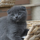 苏格兰折耳 蓝猫 宠物猫 短毛猫 英短 活体 折耳 《售罄杭州》