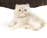 红白净樊母加菲猫宠物纯种活体异国短毛猫家养幼猫散养加菲猫2