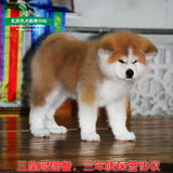 引进日本赛级双血统 日系秋田犬纯种幼犬宠物狗出售 可上门看狗狗