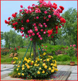 欧月树桩 树状大花月季花苗 玫瑰树苗 品种月季多花四季循环开花