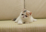 加菲猫宠物猫活体/纯种短毛幼猫幼崽/浅三花MM母猫妹妹