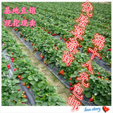 热卖果树苗四季草莓苗 盆栽地栽攀援草莓水果树苗多品种阳台种植