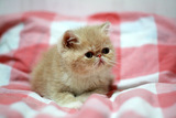 赛级 带证 纯种 加菲猫宠物 异国短毛猫 幼猫 乳白 活体鼻眼一线