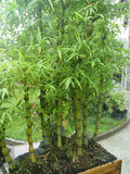 观赏竹子佛肚竹盆景 罗汉竹状如佛肚室内植物盆栽庭院种植趣味