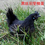 新品种黑丝羽乌鸡种蛋白凤乌鸡蛋黑丝羽乌鸡受精蛋可孵化出小鸡