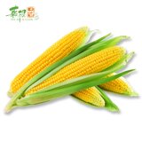 云南特产新鲜玉米8斤装水果玉米新鲜蔬菜甜玉米棒粒包谷农家自种