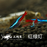 三湖堂-红绿灯 活体鱼小型灯科鱼红莲灯鱼热带鱼观赏鱼（特价中）