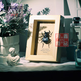昆虫标本 非洲大王虎甲 简约现代艺术画框立体相框创意收藏礼物